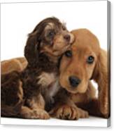 Cute Daxiedoodle And Golden Cocker Spaniel Puppies Canvas Print