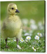 Cute Gosling Canvas Print