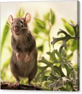 Cute Rat In The Garden Canvas Print