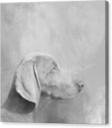 Cute Weimaraner Dog Bw Canvas Print