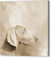 Cute Weimaraner Dog Sepia Canvas Print