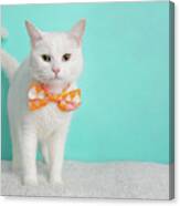 https://render.fineartamerica.com/images/rendered/small/canvas-print/mirror/break/images/artworkimages/square/3/cute-young-white-cat-wearing-orange-pink-and-white-geometric-bow-tie-costume-portrait-standing-looking-right-ashley-swanson-canvas-print.jpg