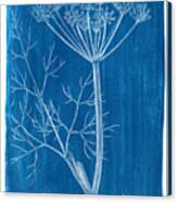 Cyanotype Photo Of A Plant - Medical Botany - 2 Canvas Print