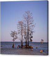 Cypress Trees At Lake Moultrie Canvas Print