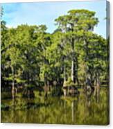 Cypress Trees In A Late Summer Afternoon Canvas Print