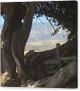 Cypress Trees Mountain View Canvas Print