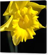 Daffodil Yellow Bloom Canvas Print