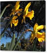 Daffodil Yellow Canvas Print