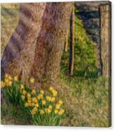 Daffodils By The Fence Canvas Print