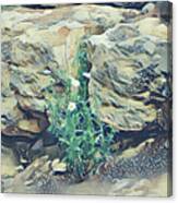 Daisies In The Boulders Canvas Print