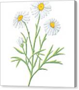 Daisy April Birth Month Flower Botanical Print On White - Art By Jen Montgomery Canvas Print