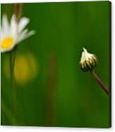 Daisy By Nature Canvas Print