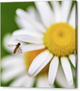 Daisy Flower - Macro Photography Canvas Print