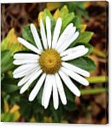 Daisy Canvas Print