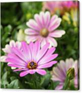 Daisy In Pink Canvas Print
