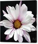 Daisy Of The Day Canvas Print
