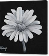 Daisy Canvas Print