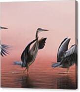 Dance Of The Blue Heron Canvas Print