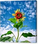 Dancing Desert Sunflower Canvas Print