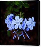 Dancing Flowers In Purple Canvas Print