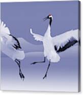 Dancing Red-crowned Cranes Canvas Print