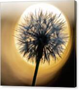 Dandelion And Sonne-3 Canvas Print