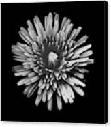 Dandelion I Black And White Canvas Print