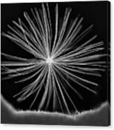 New Star Stylish Surreal Natural Abstract Dandelion Macro Micro Photography Canvas Print