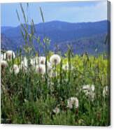Dandelions And Mountains Canvas Print