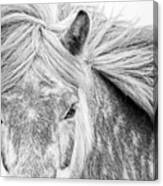 Dapples - Horse Art Canvas Print