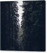 Dark Atmosphere In Forest. Forgotten Road In Rainy Day Canvas Print