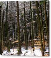 Dark Forest Winter Landscape Canvas Print