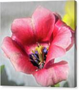 Dark Pink Darwin Hybrid Tulip And The Daffodil Canvas Print