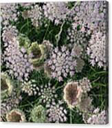 Daucus Carota Flowers Canvas Print