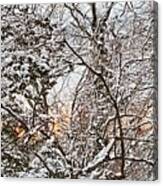 Dawn Breaks Through Freshly Snow Covered Trees Canvas Print