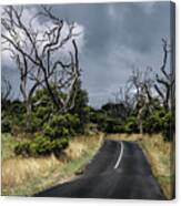 Dead Eucalyptus Trees In Great Otway National Park, Australia. L Canvas Print