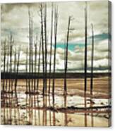 Dead Trees At Yellowstone National Park Canvas Print