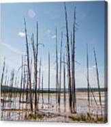 Dead Trees In Yellowstone Canvas Print