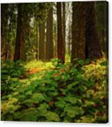 Deep In The Magical Forest Canvas Print