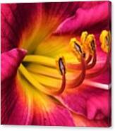 Deep Pink Daylily Canvas Print