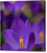 Deep Purple Crocus Canvas Print