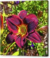 Deep Red Day Lily Foliage Background 0719 Canvas Print