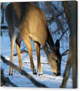 Deer At Dusk Canvas Print