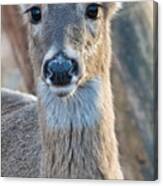 Deer Closeup Canvas Print