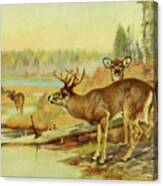 Deer In Adirondacks Canvas Print
