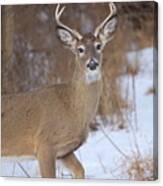 Deer In Winter Canvas Print