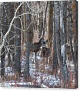 Deer In Winter Woods Canvas Print
