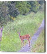 Deer On A Country Lane Canvas Print