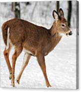 Deer On Snowy Landscape Canvas Print