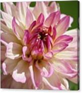 Delicat Pink And White Dahlia Canvas Print